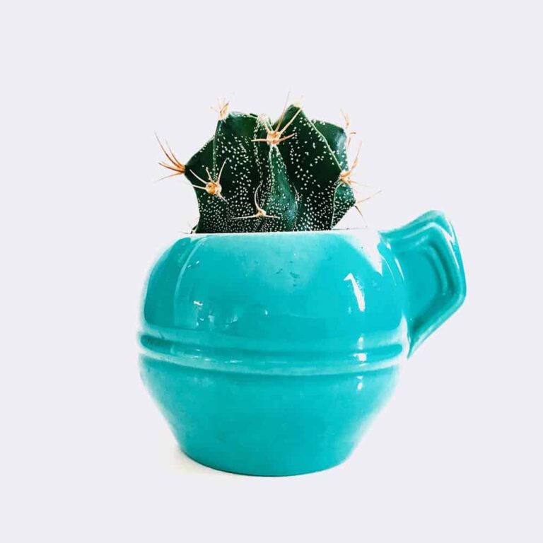 Home cactus5 free img