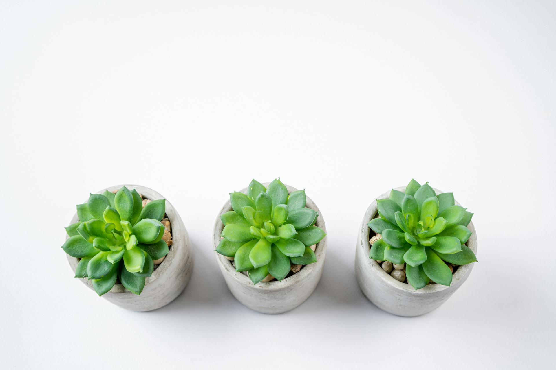 Home pexels nietjuhart 32092476