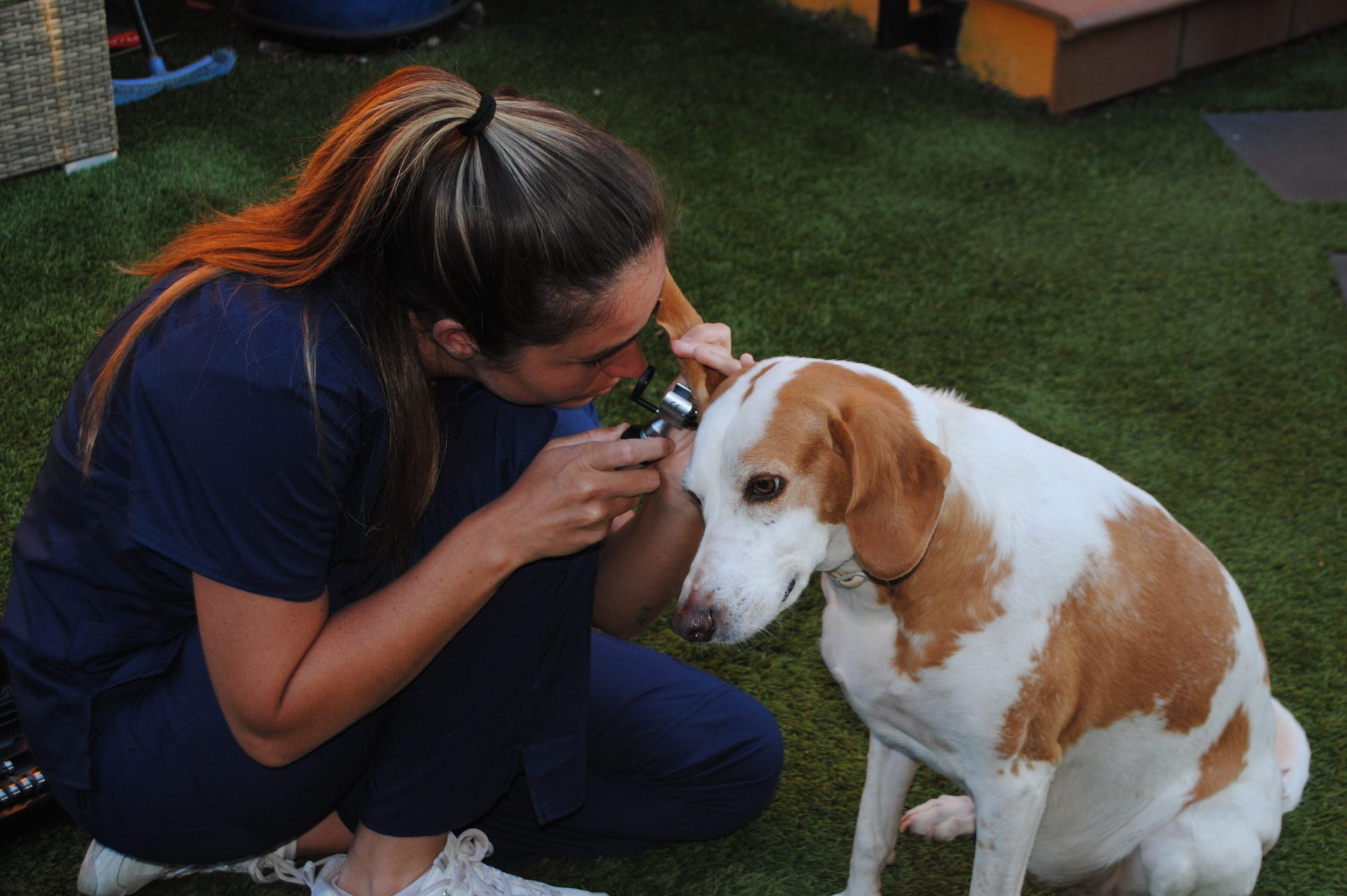 Fivet Veterinària dsc 0071