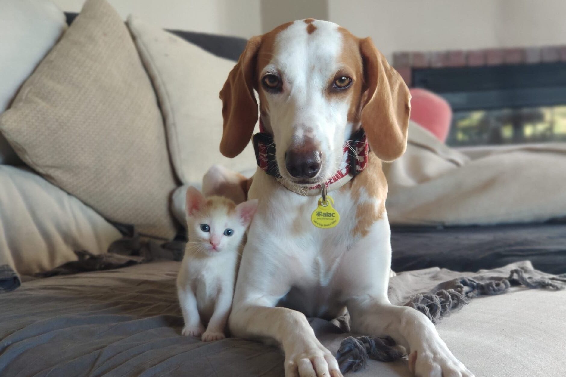 Fivet Veterinària img 20220629 wa0012 (1)